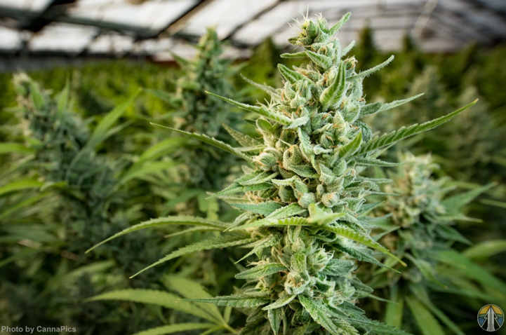 cannabis